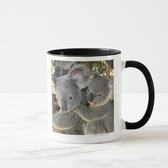KoalaPhascolarctoscinereus Queensland. Mugg (Höger)