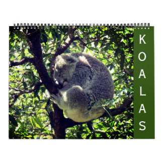 Koalas 2025 stor kalender