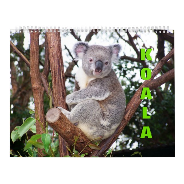 Koalas Calendar Kalender (Omslag)