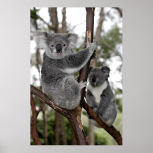 Koalas i träden poster