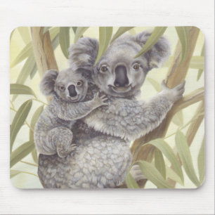 Koalas Musmatta