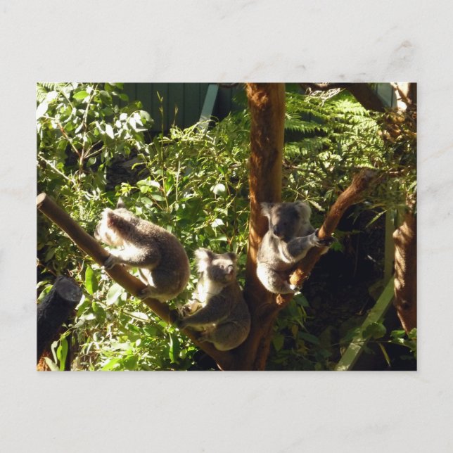 koalas vykort (Framsida)