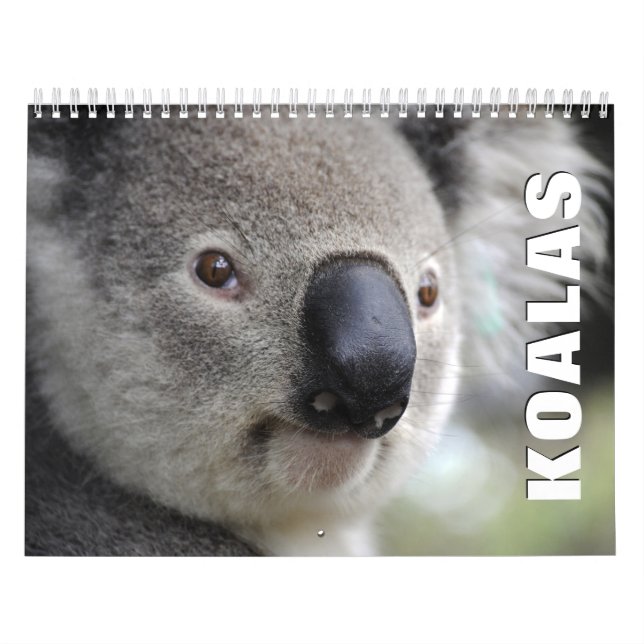 Koalas Wall Calendar Kalender (Omslag)