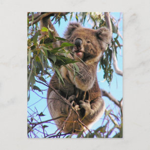Koalavykort Australien Vykort