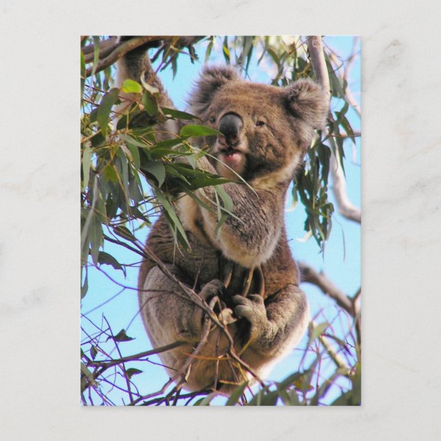 Koalavykort Australien Vykort (Framsida)