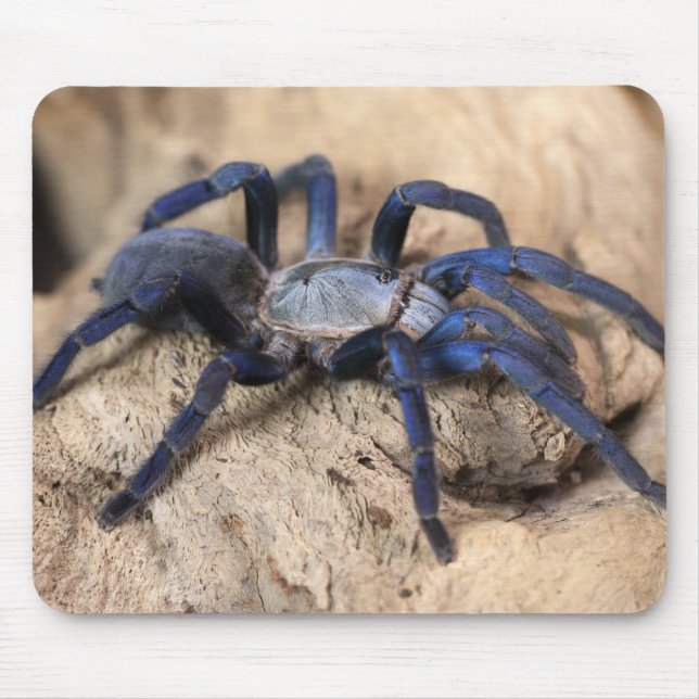 Kobolt Blue Tarantula Spider Musmatta (Framsidan)