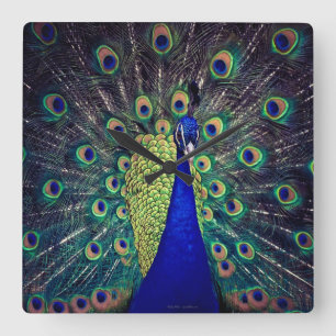 Koboltblå peacock fyrkantig klocka