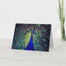 Koboltblått peacock-märkt gratulationskort