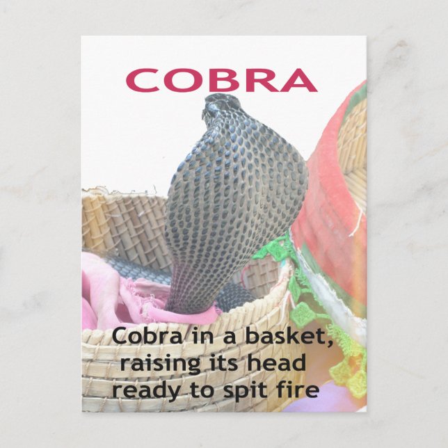 Kobra i Basket Art Print Vykort (Framsida)