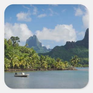 Kock fjärd, Moorea kvadrerar klistermärken