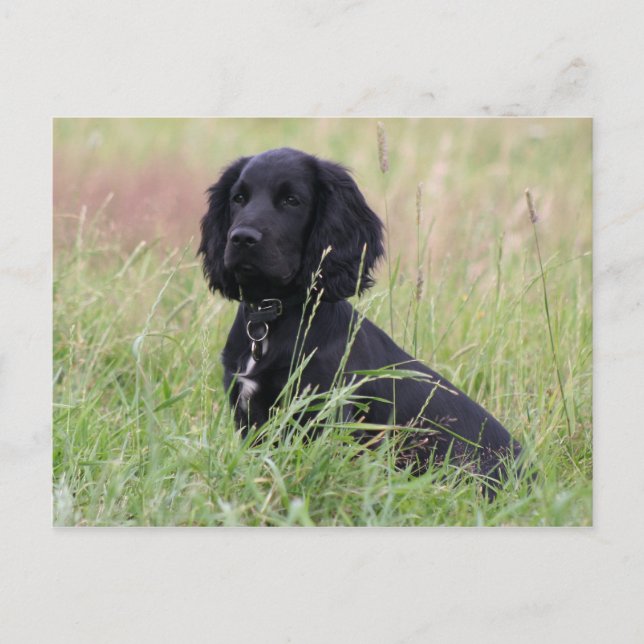 kockspaniel vykort (Framsida)