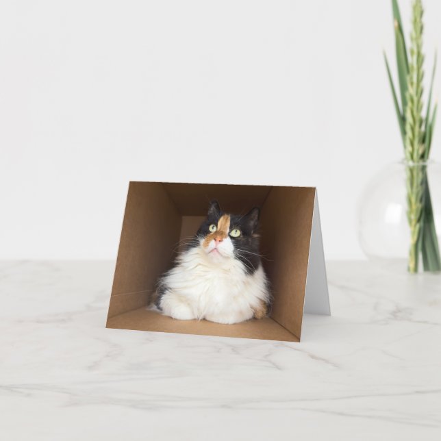 Koco Kattunge Kort (Framsida)