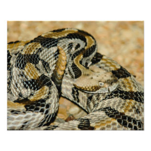 Kodad timmer Rattlesnake Fototryck