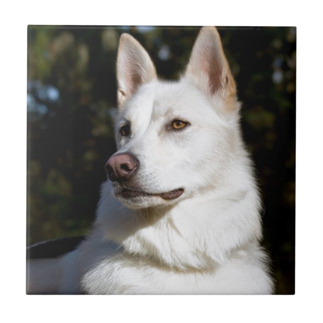 Kodah White Shepherd Wolfdog Kakelplatta (Framsidan)