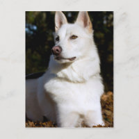 Kodah White Shepherd Wolfdog
