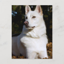 Kodah White Shepherd Wolfdog Vykort