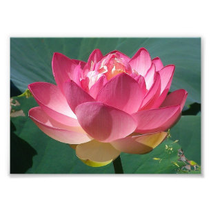 KODAK Print Rosa Lotus Fototryck