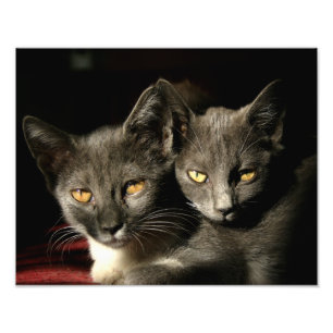 Kodak Professionell Foto Pappert