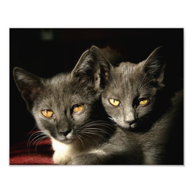 Kodak Professionell Foto Pappert (Framsidan)