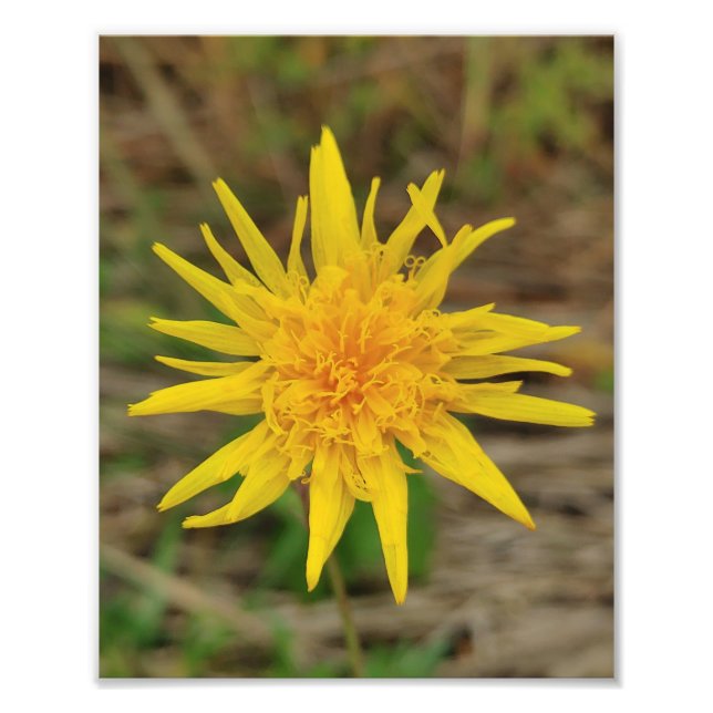 Kodak Professionell Photo Papper (Satin) Photo Enl Fototryck (Framsidan)