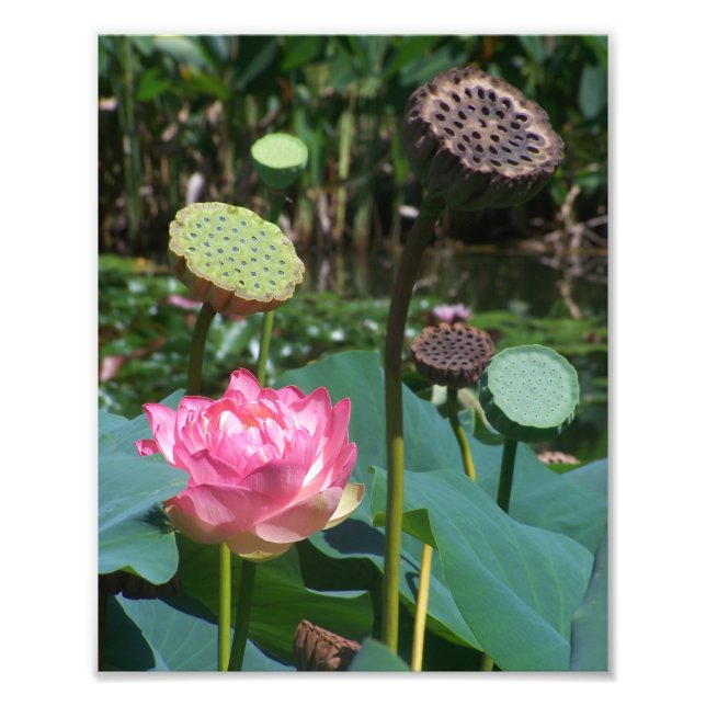 KODAK Skriv ut Rosa Lotus & Pods Fototryck (Framsidan)