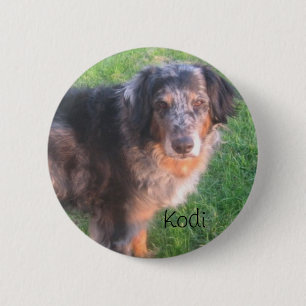 Kodi hund knapp
