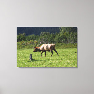 Kodiak, Alaska Älg Utomhus Foto Designad Lyxig Canvastryck