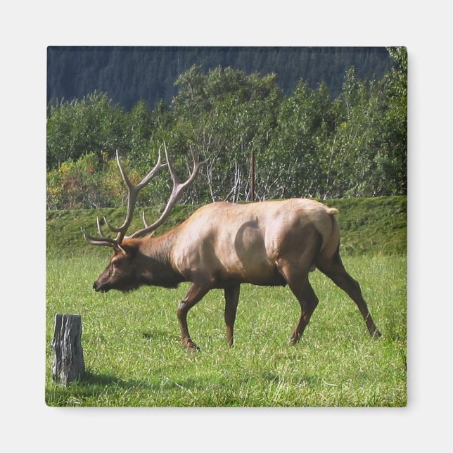 Kodiak, Alaska Elk Utomhusfoto Designad Magnet (Framsidan)