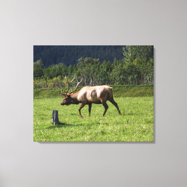 Kodiak, Alaska Elk Utomhusfoto Designade Finare Canvastryck (Framsida)