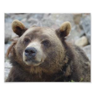 Kodiak Bear Closeup Fototryck