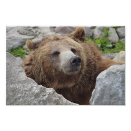 Kodiak Bear Fototryck