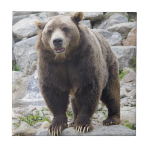 Kodiak Bear Kakelplatta