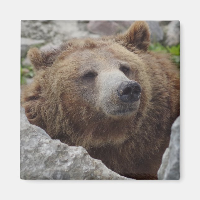 Kodiak Bear Magnet (Framsidan)