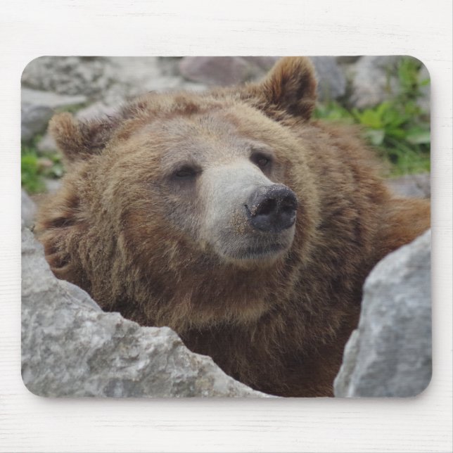 Kodiak Bear Musmatta (Framsidan)