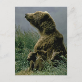 Kodiak Bear och Unge vykort