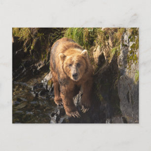 Kodiak Bear på Frazer Bear Viiting Site Vykort