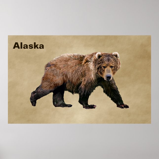 Kodiak Bear Poster (Framsidan)