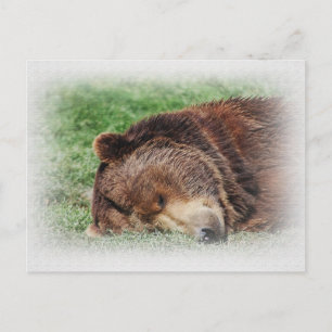 Kodiak Bear Sleeping vycard Vykort