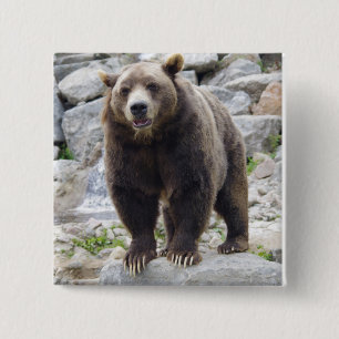 Kodiak Bear Ställen vid Sten Knapp