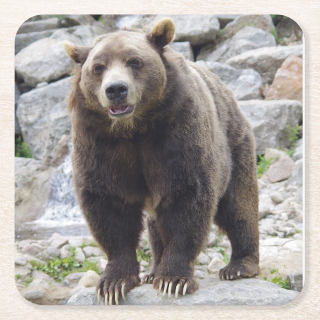Kodiak Bear Ställen vid Sten Underlägg Papper Kvadrat (Framsidan)