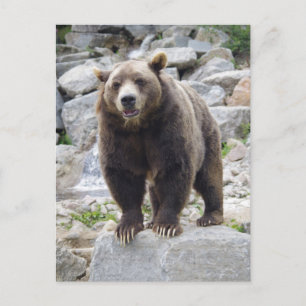 Kodiak Bear Ställen vid Sten Vykort