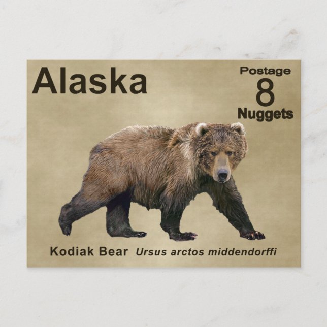 Kodiak Bear Vykort (Framsida)