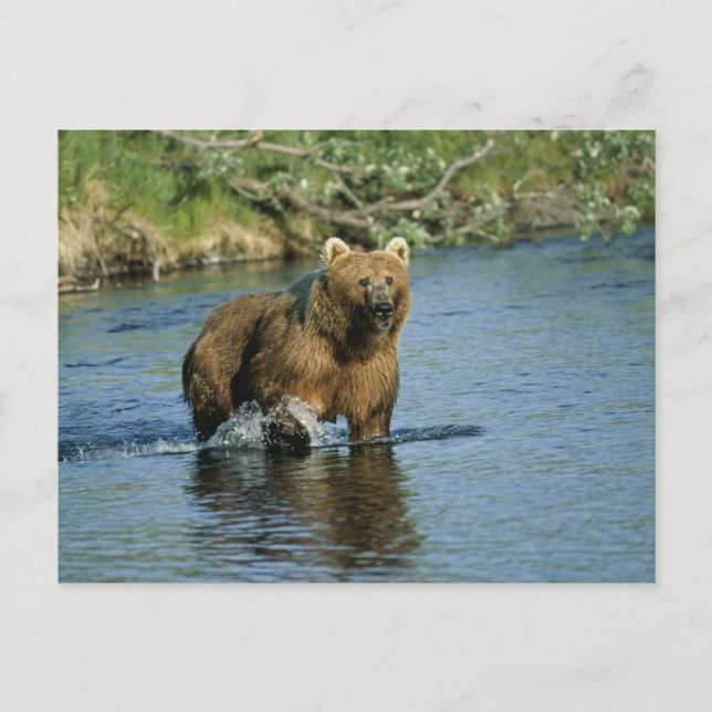 Kodiak Bear Vykort (Framsida)