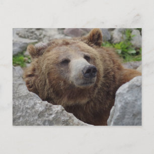 Kodiak Bear Vykort