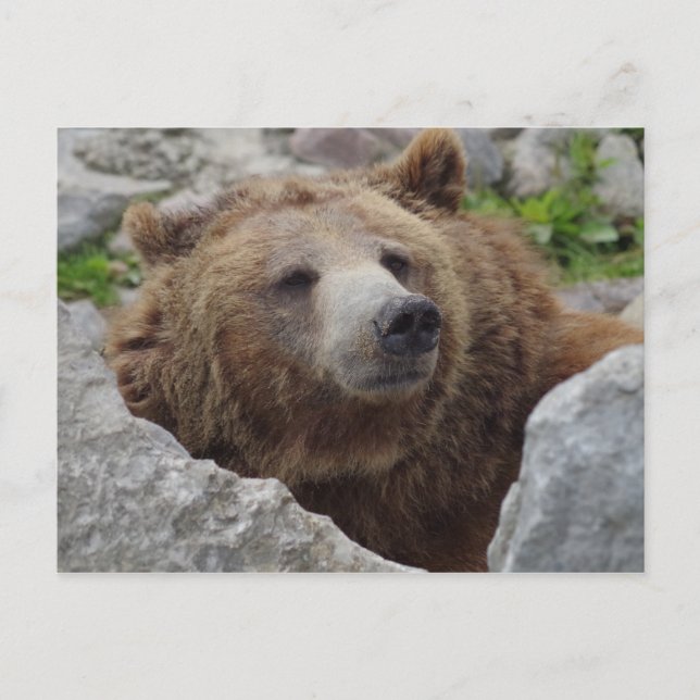 Kodiak Bear Vykort (Framsida)