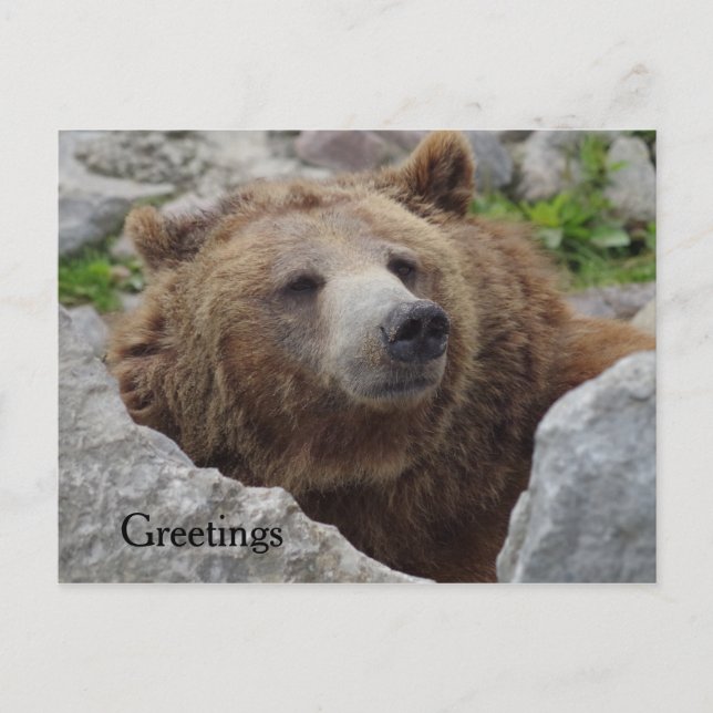 Kodiak Bear Vykort (Framsida)
