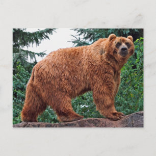 Kodiak Bear Vykort