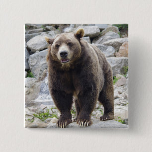Kodiak björn knapp