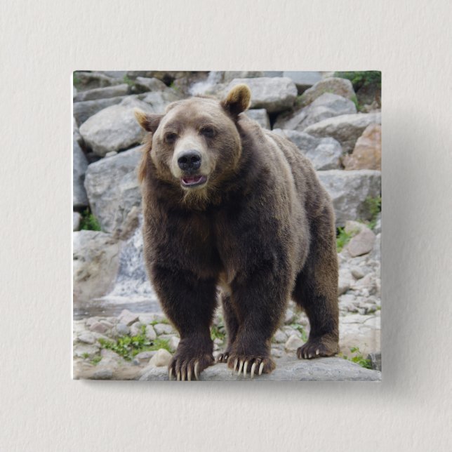 Kodiak björn knapp (Framsida)
