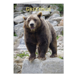 Kodiak-björn vid Sten OBS Kort